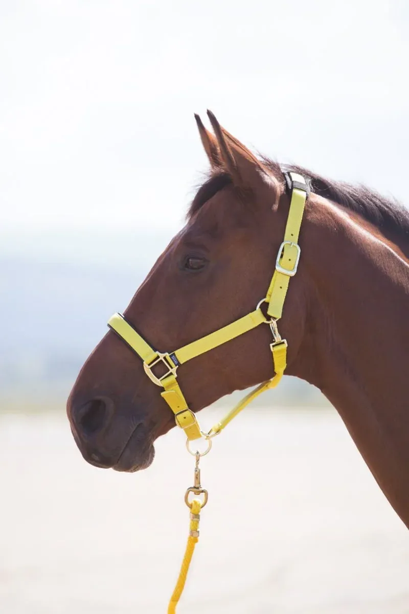 Shires Topaz Nylon Headcollar in Yellow - WEB EXCLUSIVE-1