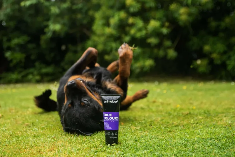 Animology True Colours Dog Shampoo 250ml-1