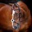 Velociti RAPIDA Grackle Bridle in Black