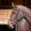 Velociti RAPIDA Training Bridle in Black