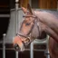 Velociti RAPIDA Training Bridle in Havana