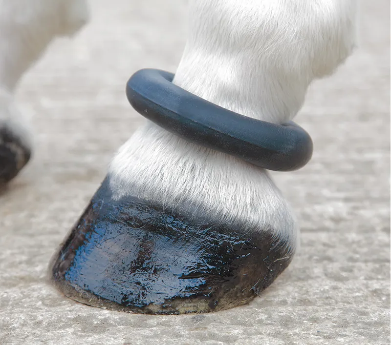 rubber fetlock ring