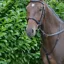 Hy Equestrian Running Martingale in Black