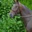 Hy Equestrian Running Martingale in Brown