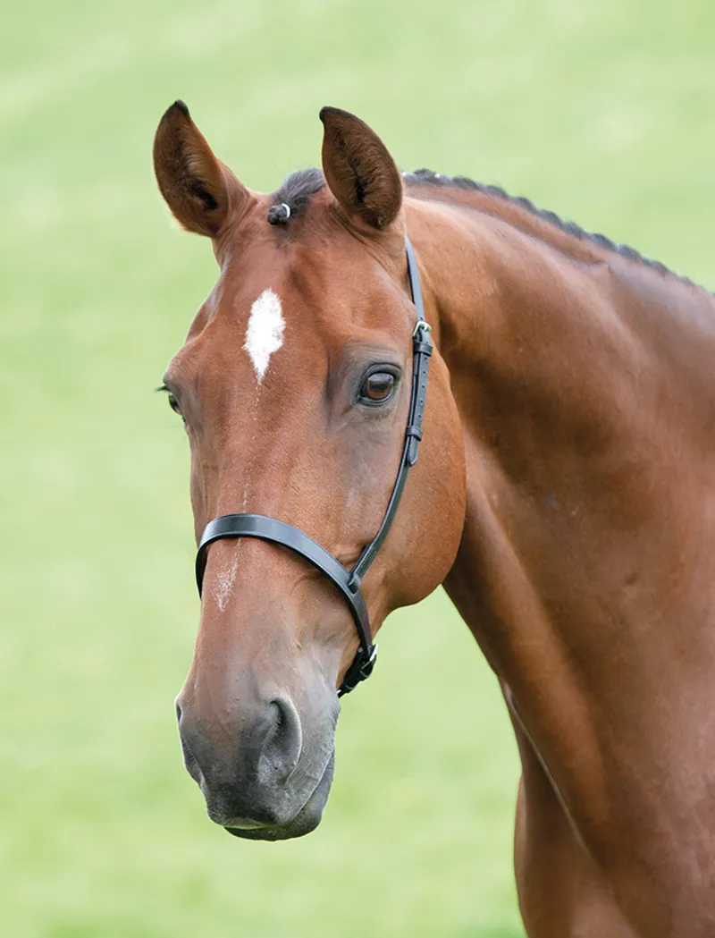 Velociti GARA Cavesson Noseband in Black 