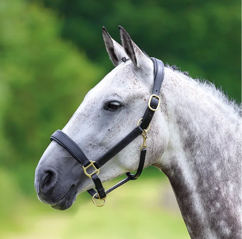 Velociti GARA Travel Leather Headcollar Black