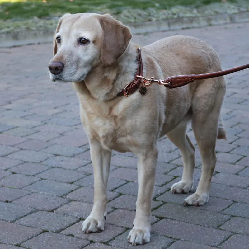 Benji and Flo Superior Rolled Leather Dog Collar in Tan - WEB EXCLUSIVE-1