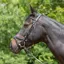 Kieffer Ultrasoft Tara Snaffle Bridle in Black - WEB EXCLUSIVE