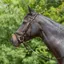 Kieffer Ultrasoft Tara Snaffle Bridle in Brown - WEB EXCLUSIVE