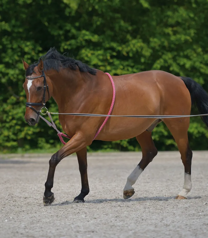 Training Aids HKM Newmarket Web Coupling Lead Reins Bit Connector for Lunge 